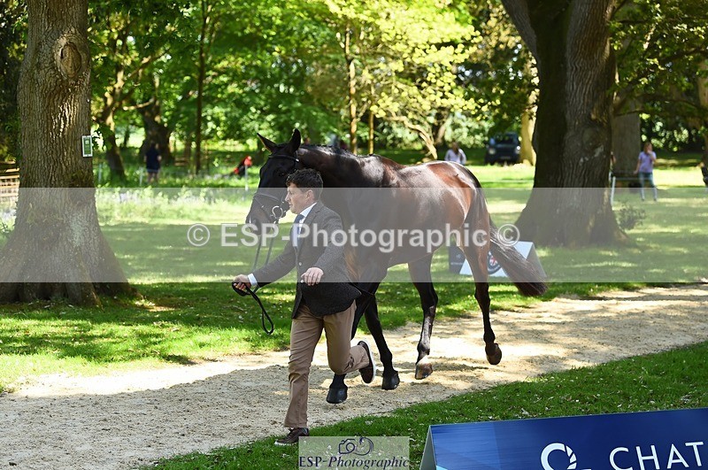 230524-151846-00200 - 319-RINGFORT_REVE_DU_MOULIN-Andrew_Downes-WEDTrotUp+DR