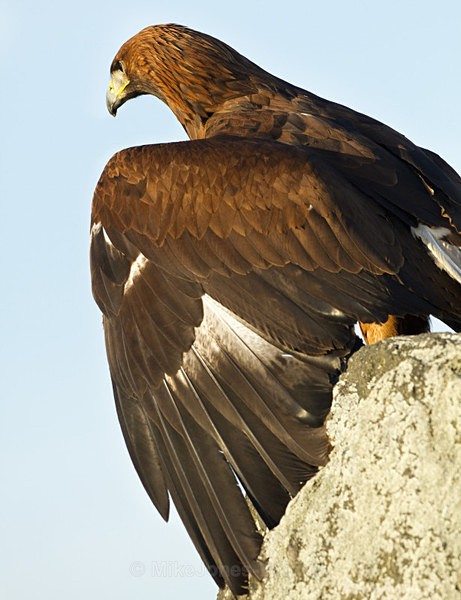 GOLDEN EAGLE - GOLDEN EAGLES