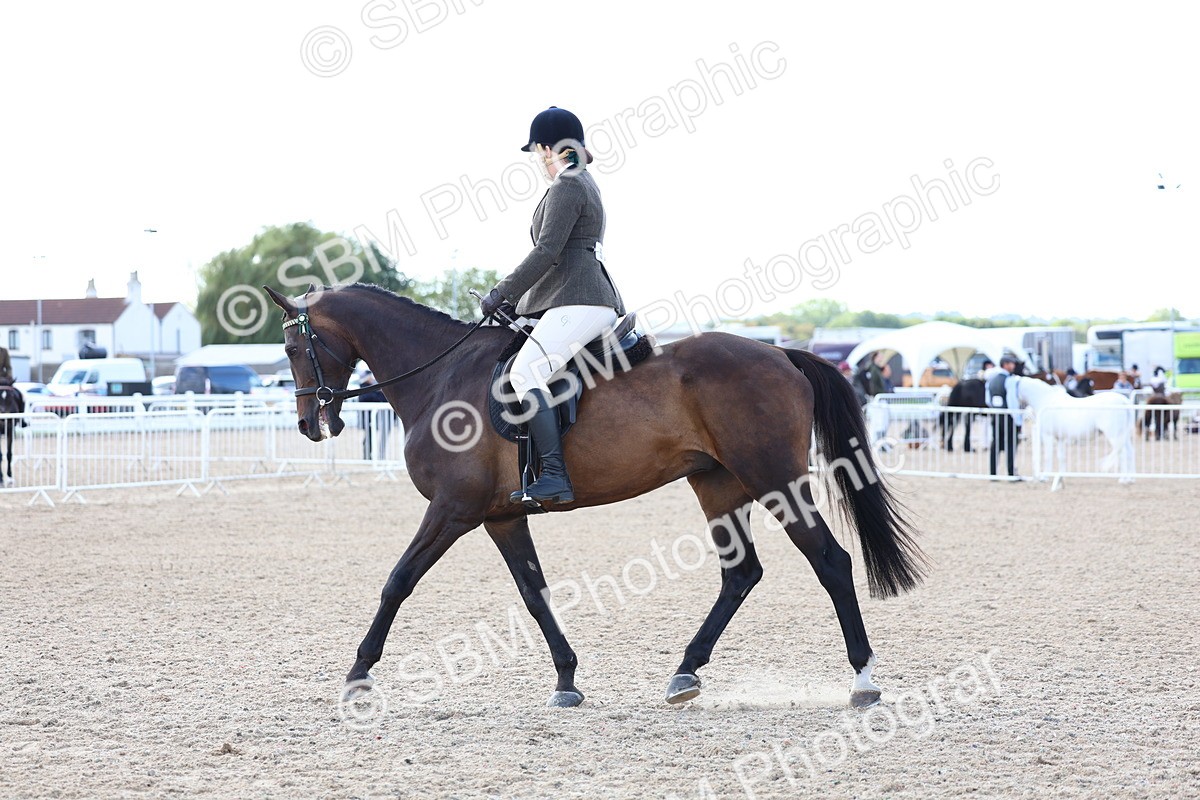 SBM_10833 - Class 305 - Ridden Foreign Breeds - Pure Bred