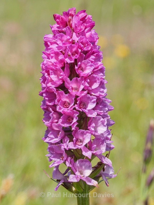 Hybrid vanilla orchid  G. x heufleri. This is a hybrid between Gymnadenia odoratissima  and G. rhellicani. - Wild Orchids