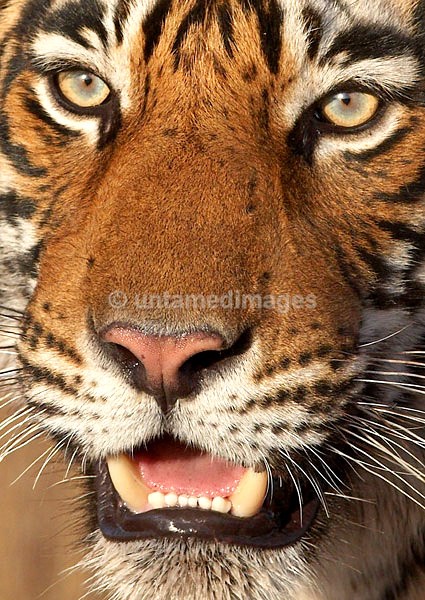 Royal bengal tiger - 11 - India