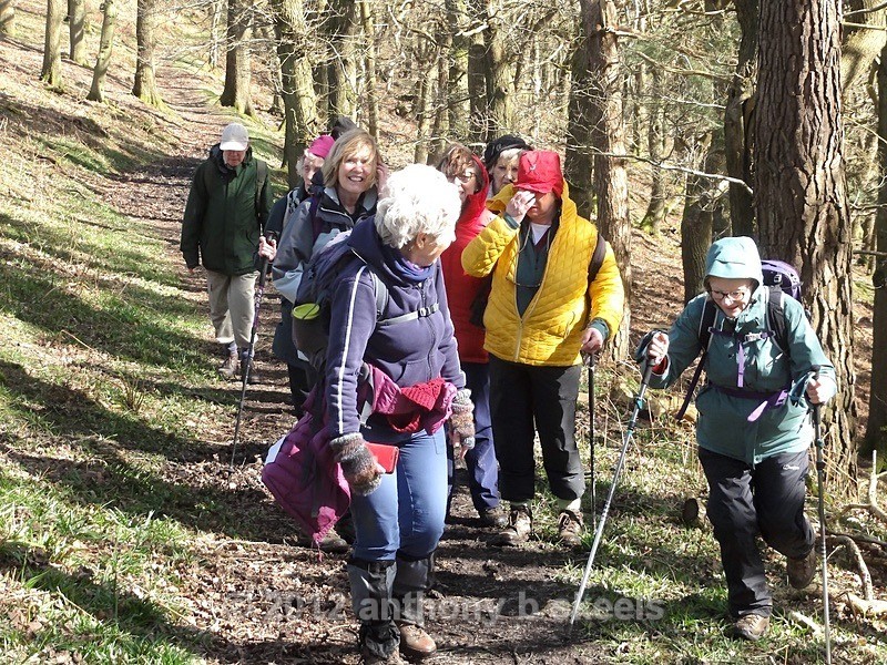 037 Forest walk in Stang Brea Forest - York Minster Walkers Collection 2024