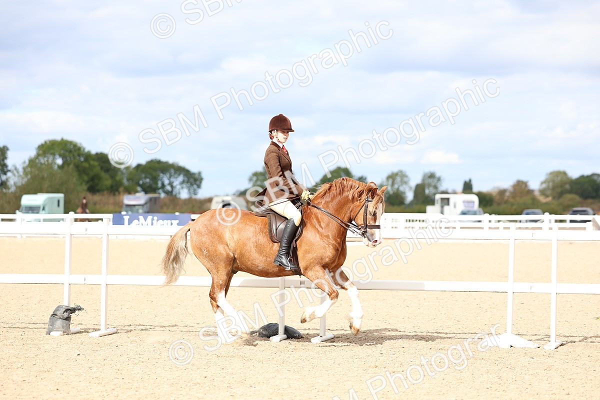 SBM_15781 - Class 314 - Family Horse - Pony