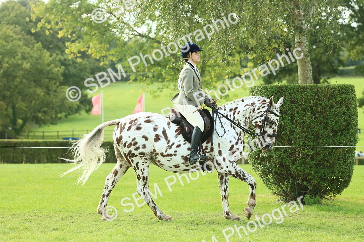 SBM_62416 - S62 - Foreign Breeds Ridden