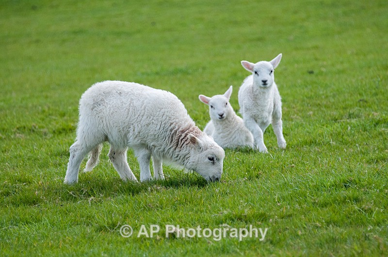 ACP_3477-1 - Sheep