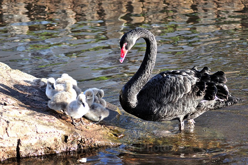 Mother and cygnets - Dawlish and Black Swans
