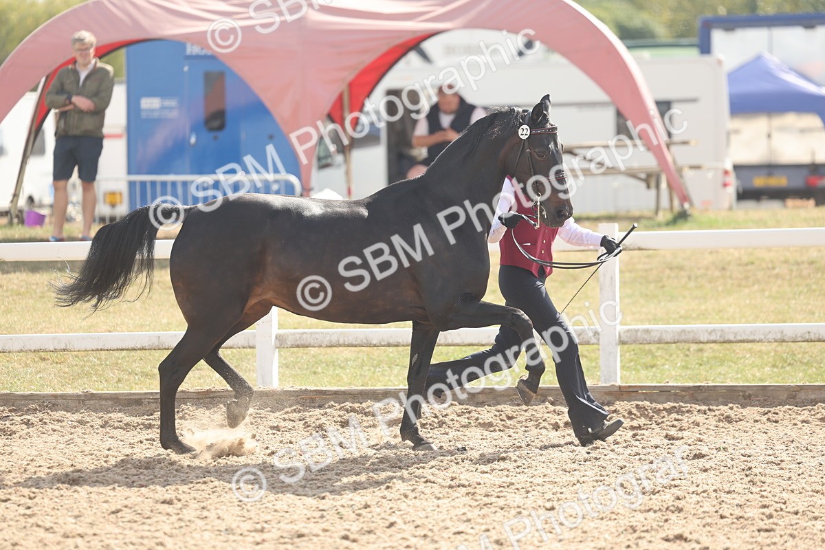 SBM_06860 - Class 25 - IH Foreign Breeds - Purebred