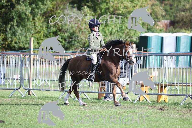 APP_4216 - Class 15a/b Pony club pony/Riding club horse