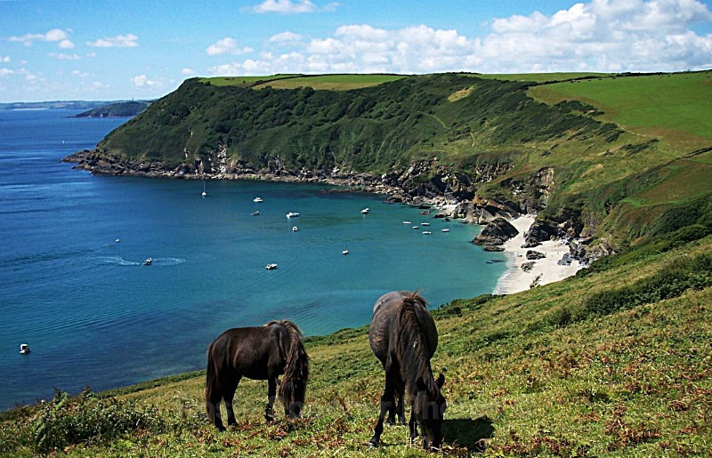 CW07 no stock - Ponies at Lantic Bay - Greetings Cards - Cornwall  and Devon Misc