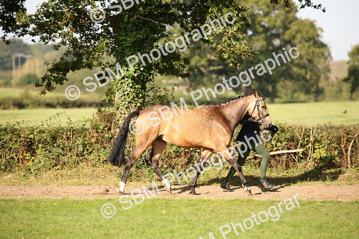 SBM_59343 - S52 - Other Coloured Horse In Hand