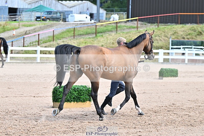 240718A-105256-01341 - Trot Up 12pm to 1pm