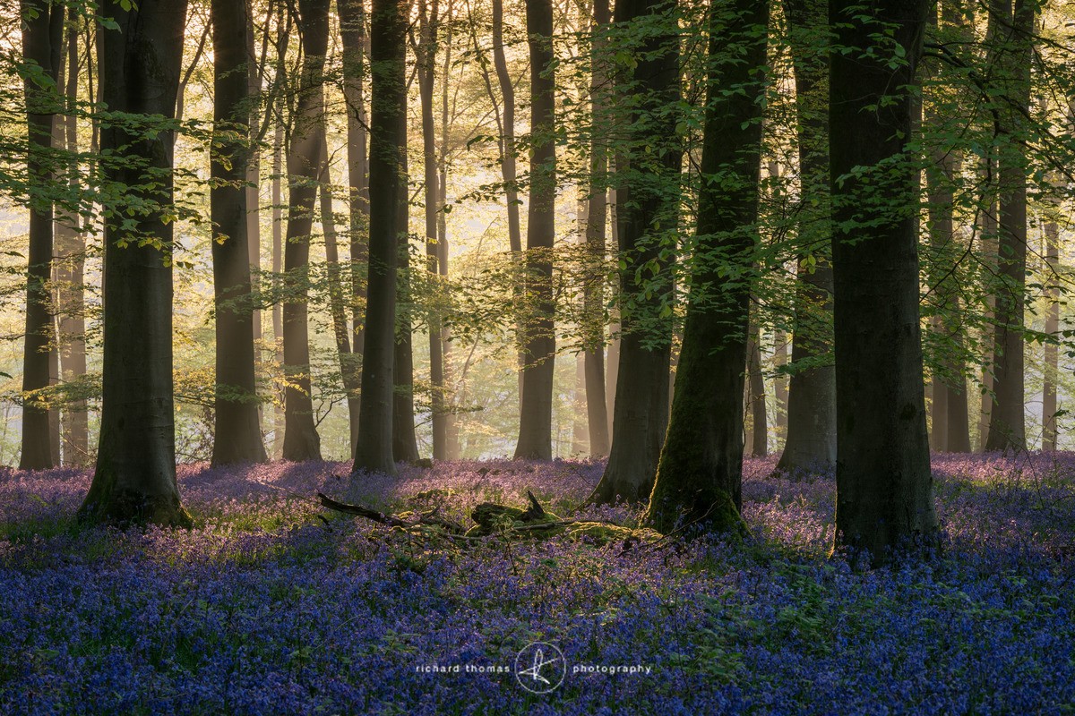 Blue Monday in May - Micheldever Woods, Hampshire. - BlueWood