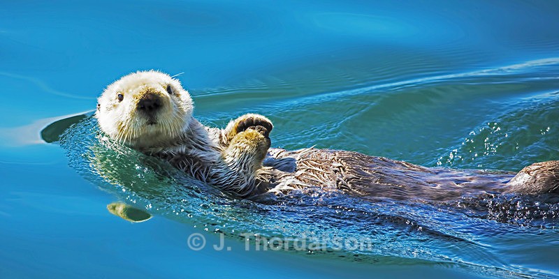  - Sea Otters