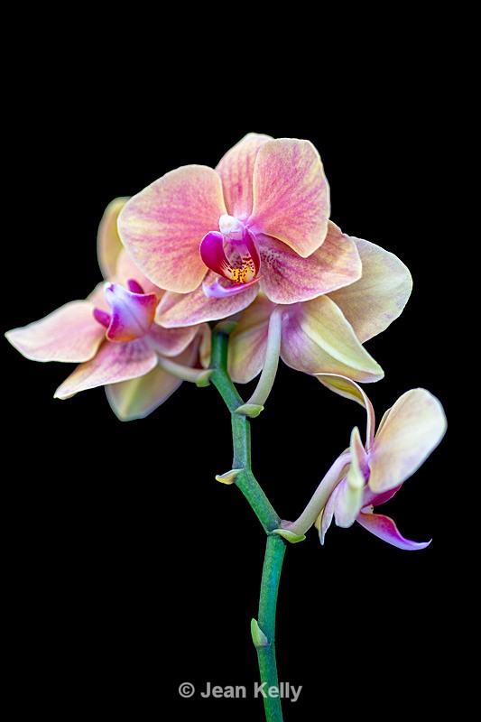 Orchid - DSC_2735 - Pink