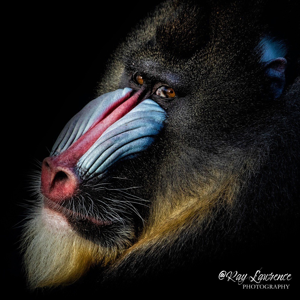 Mandrill -RLP_0061sq - Vulnerable and Beyond