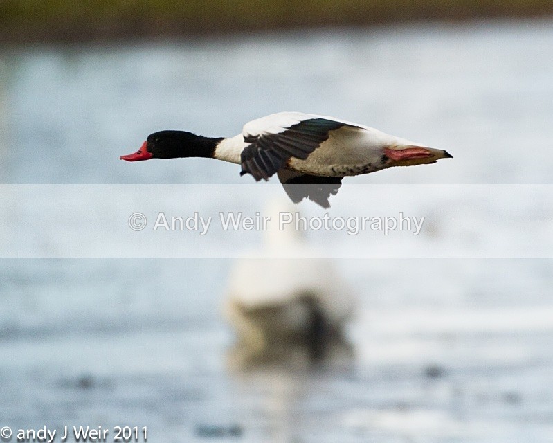 Shelduck-1363 - Shelduck