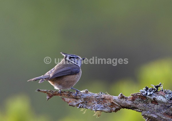 Crested Tit - United Kingdom