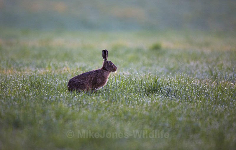 Brown Hares ref bh 14 - New, Brown Hare Gallery