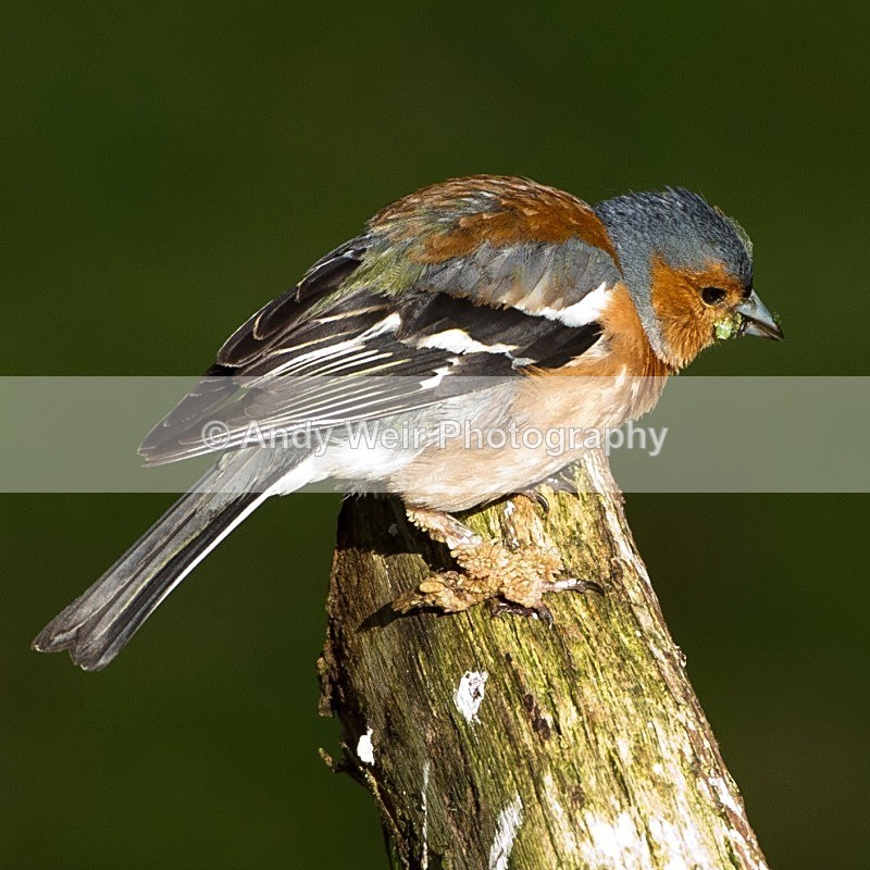 20110615-IMG_5916 - Chaffinch