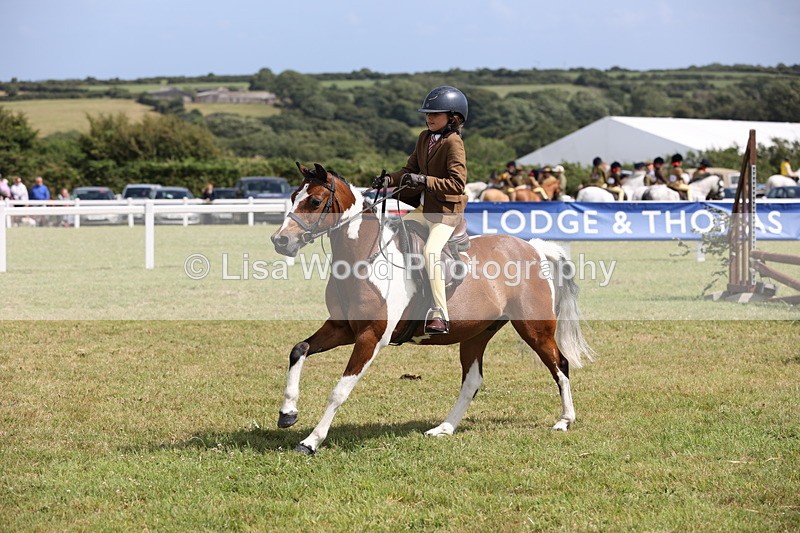 JPP_2163 - Class 19: Working Hunter 60cm