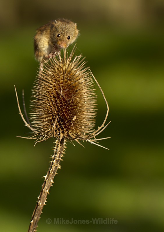 Harvest Mouse - FAVOURITES WILDLIFE GALLERY. Selected images from the wildlife collections.