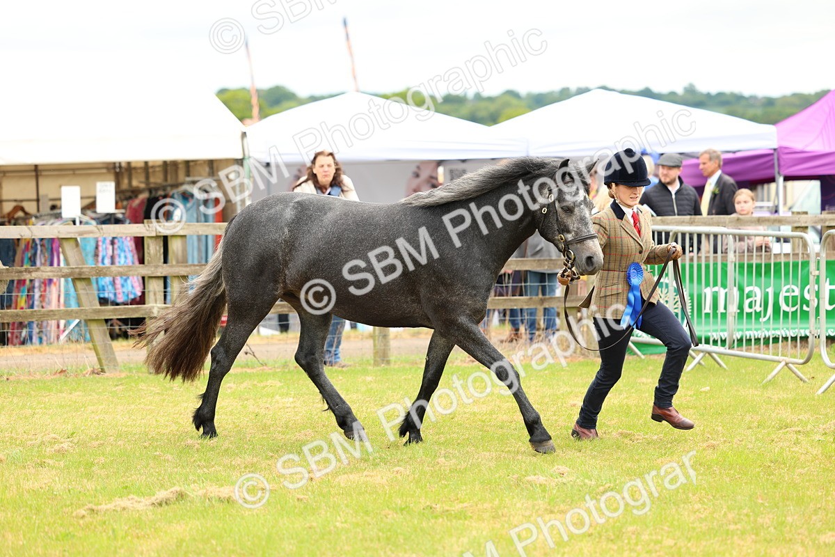 SBM_04145 - Class 64-67 - Shetland Pony In Hand