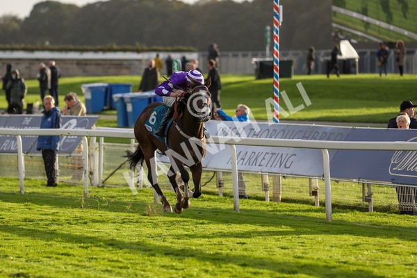 131023-Race 6-Wen Moon-9896 - Race 6 5.00pm Copper Knight - Winning Most Horse At York Handicap