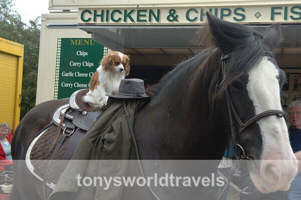 3, Ketchup on my Chips please, Cahirmee Horse Fair, Co.Cork - Horse Fairs, Ireland