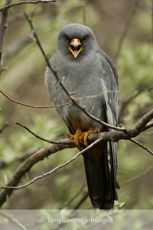 Red-footed Falcon  (m) - Well Hide & Falcon Tower Hide