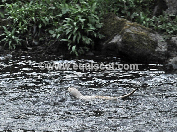 equiscot 2285 - ALBINO OTTERS - SCOTLAND