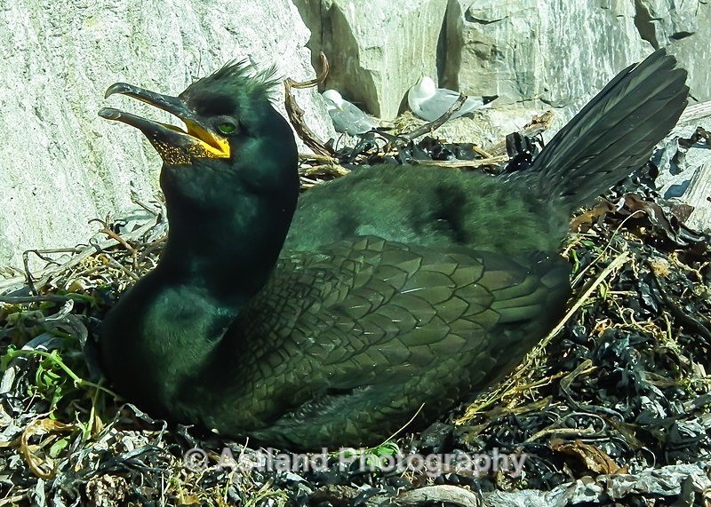 Astland Photography, Bird and Wildlife Images, Susan and Peter Wilson, U.K.