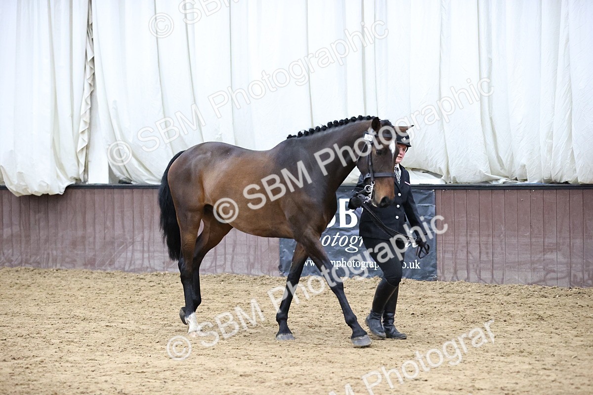 SBM_5724 - Class 3 - BSHA In Hand Show Hunter
