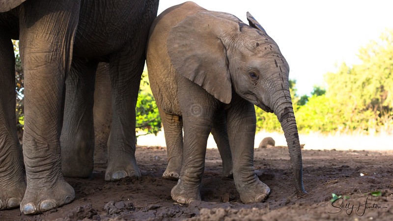 Elephant Baby 8