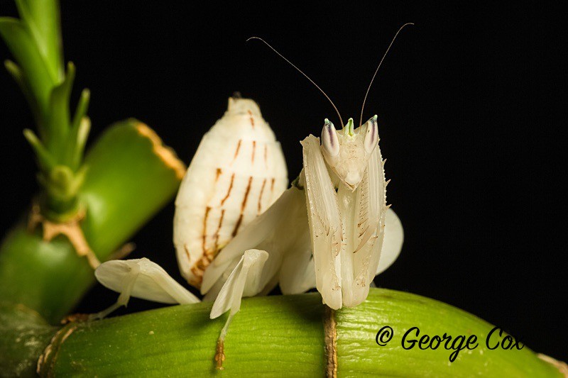 Orchid Mantis - Macro day with Chameleon Photography