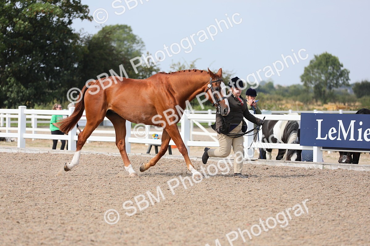 SBM_15670 - Class 312 IH Competition Horse/Pony