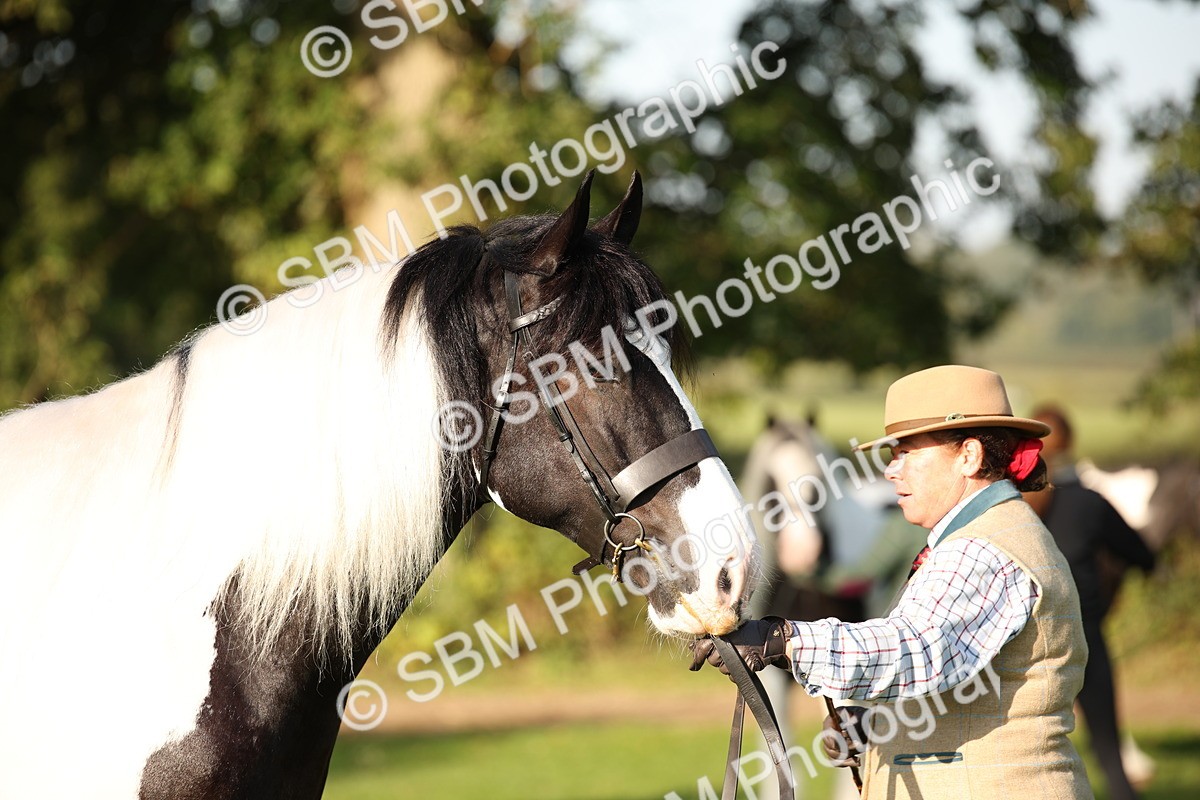 SBM_58706 - S51 - Piebald & Skewbald Horse In Hand