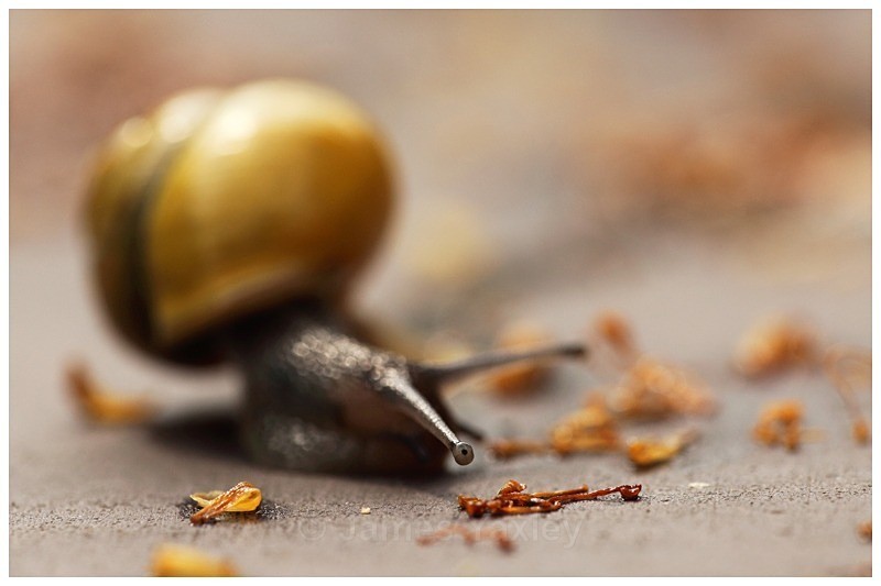 Snails Eye View - Best of British Wildlife