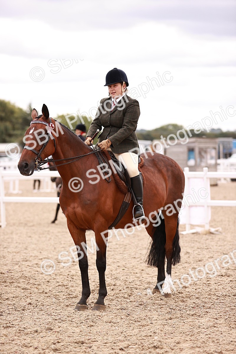 SBM_16135 - Class 411 - Prettiest Mare - (IH or Ridden Adult)
