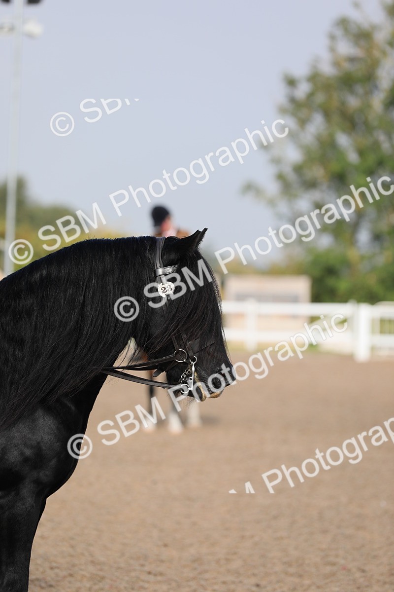 SBM_10113 - Class 302 Ridden M&M -Large Breeds