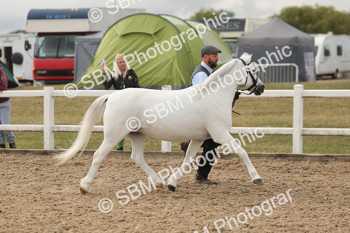 SBM_03193 - Class 16 - IH M&M Wildcard