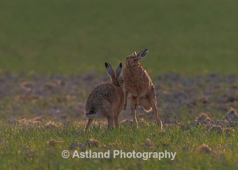 Brown Hares - Latest Images