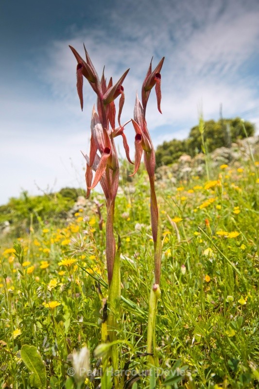 Eastern Serapias (Serapias orientalis) - Orchids - Serapias