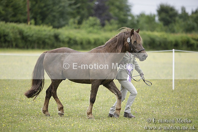 BVR160717-1109 - In Hand Championship 16/07/17