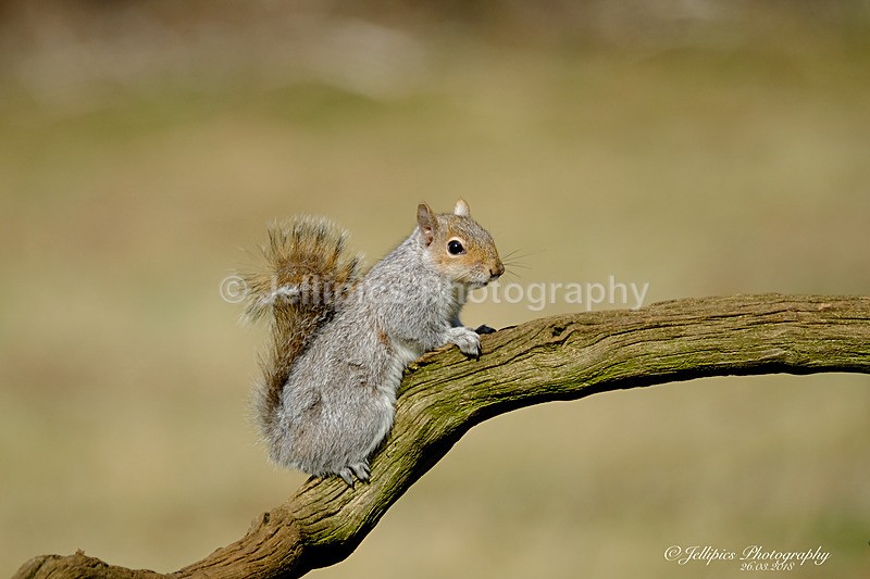  - Wildlife and Nature