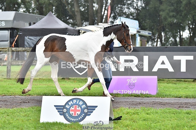 231018-122426-00271 - 033-COUNTRY.TIGER.LILLY-Milla.Read-TrotUp