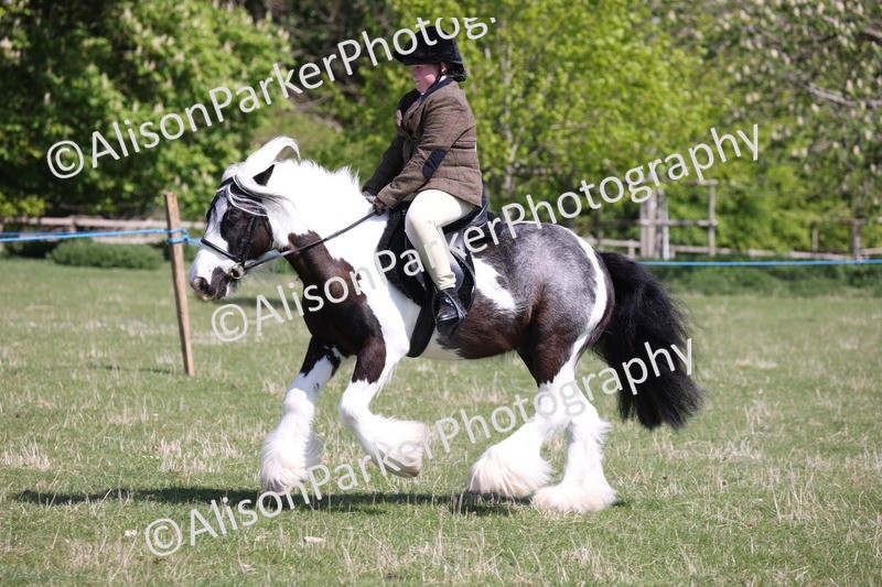 20250427-3226 - Class 33 - Best Pony 14.2hh and Under