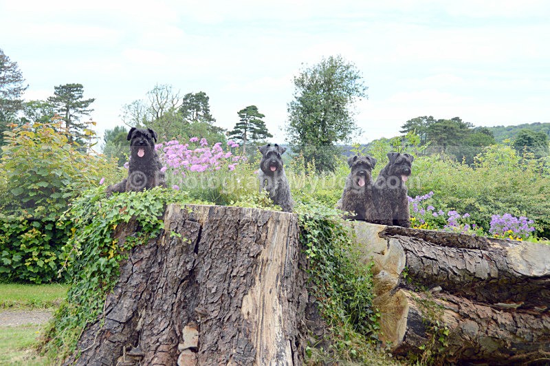  - Schnauzers
