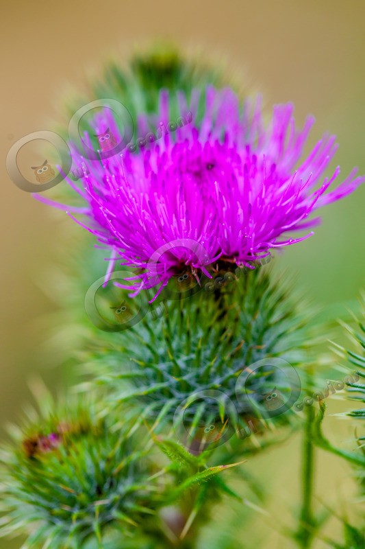 Thistle-5919 - Plants and trees