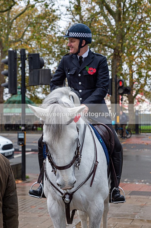 NGP_7062 - Animals In War Memorial - 10-11-23