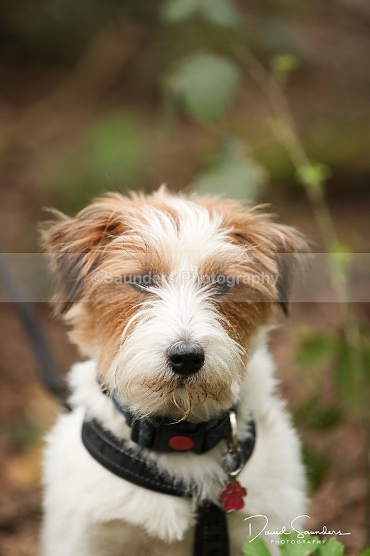 SPXX3952 - Endurance Dogs